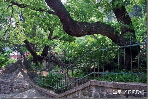 泰山卧龙槐的故事,告诉我们人时常做好事有好报