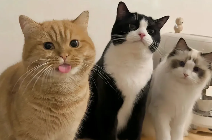 一只猫还是两只猫？铲屎官的灵魂抉择 - 知乎