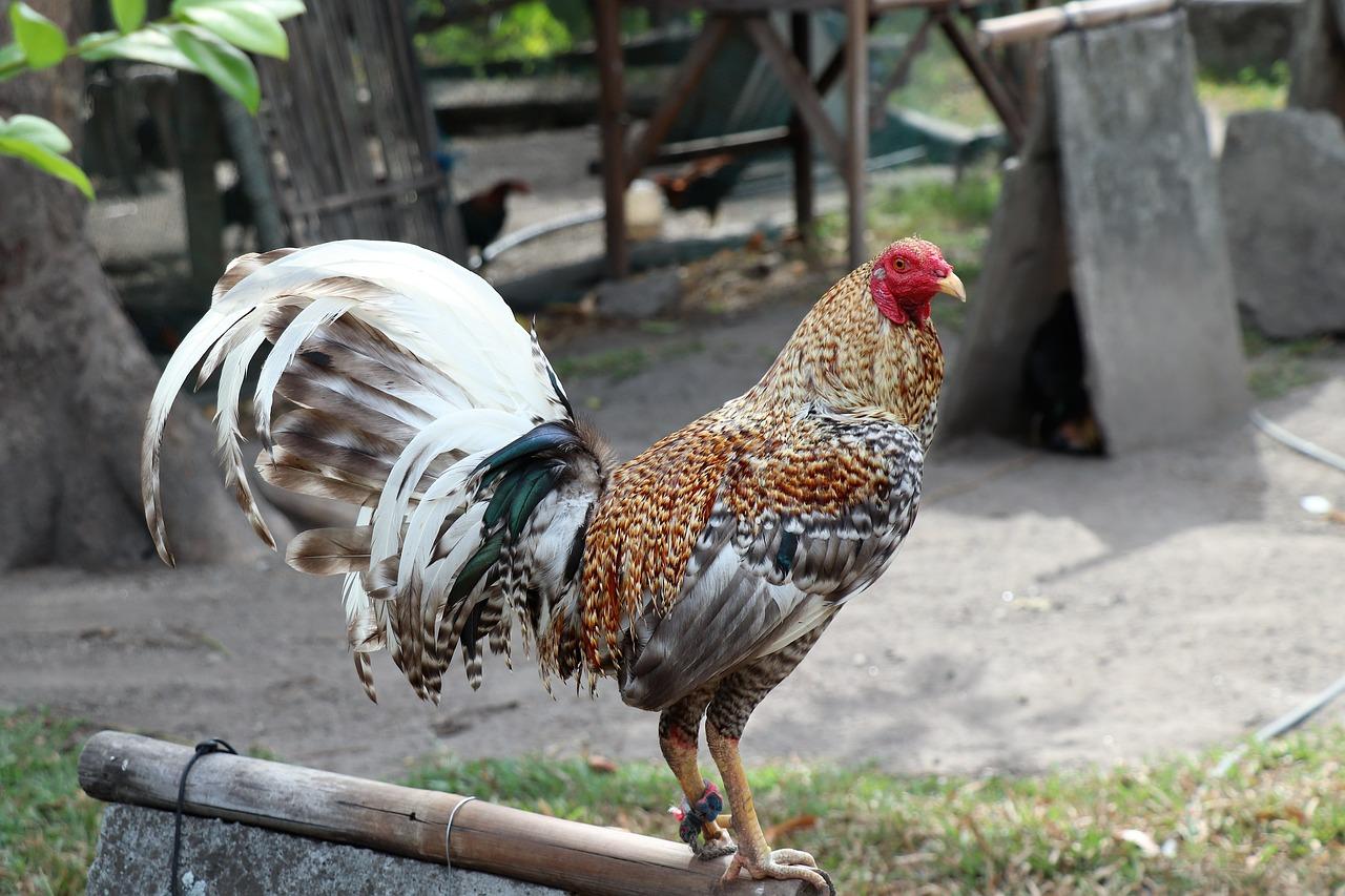 2. 公鸡贷最高金额