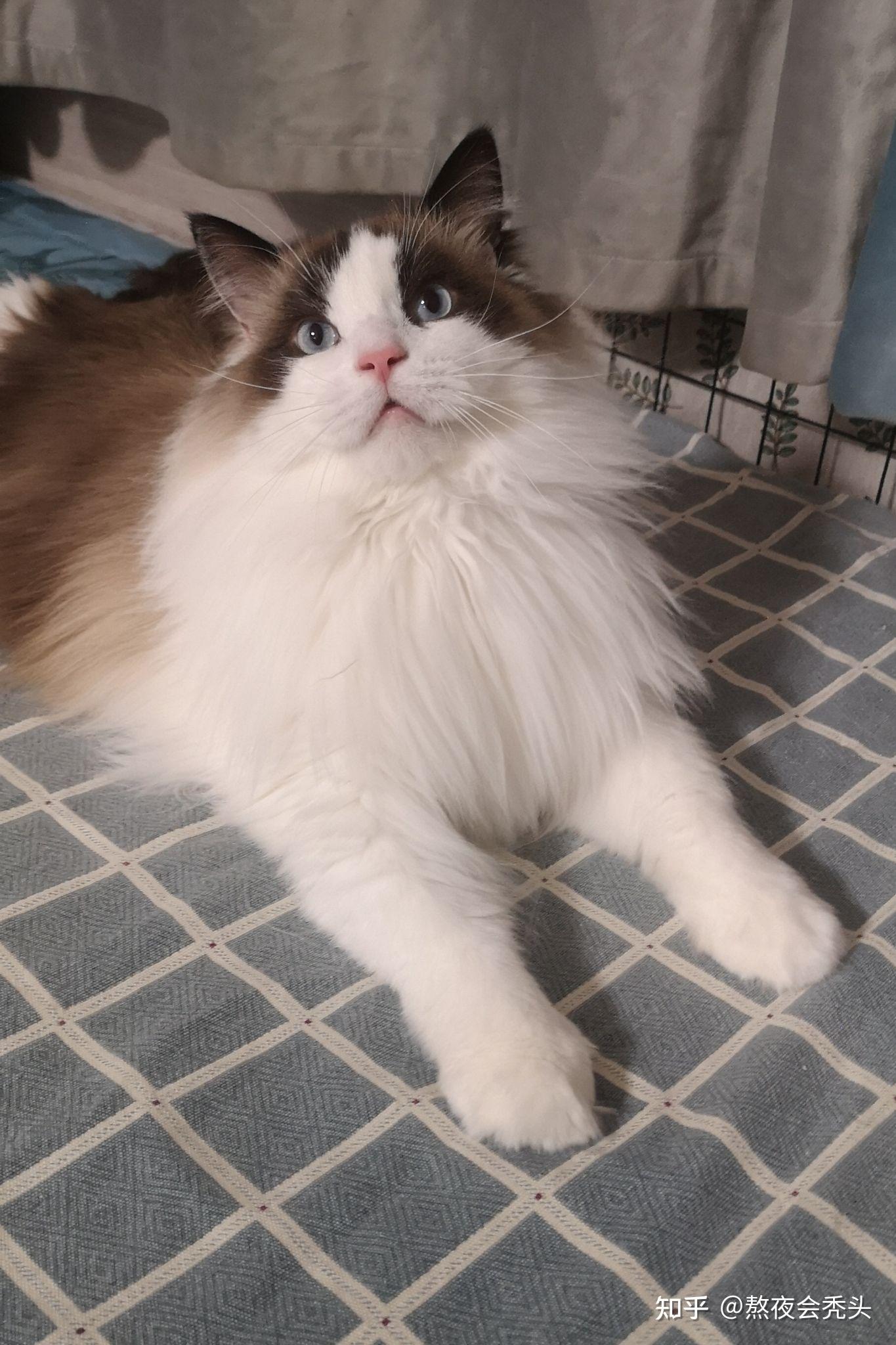 布偶猫三岁了才9斤正常么