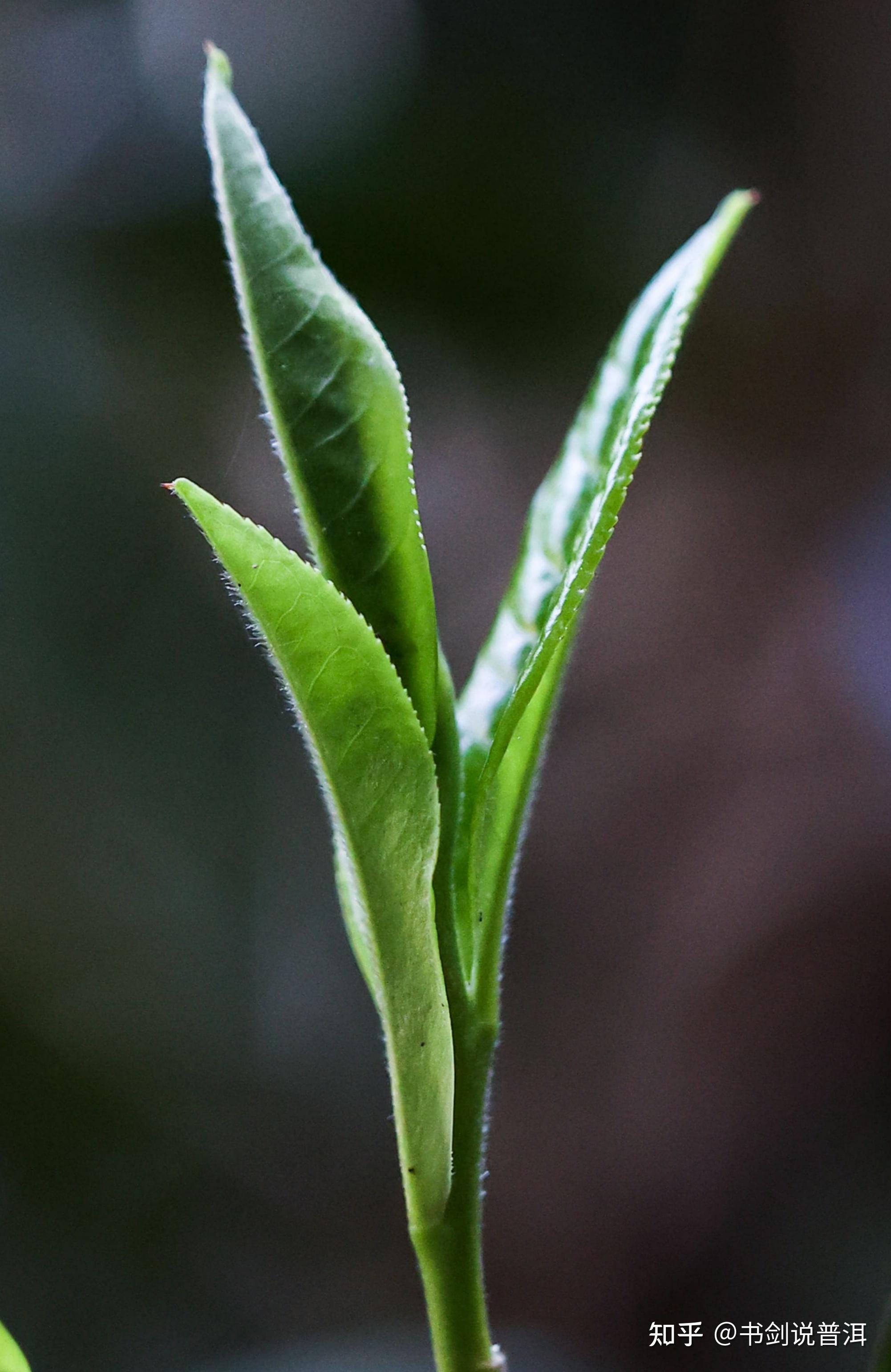 明前茶,雨前茶以及头春茶到底区别在哪里呢? - 知乎