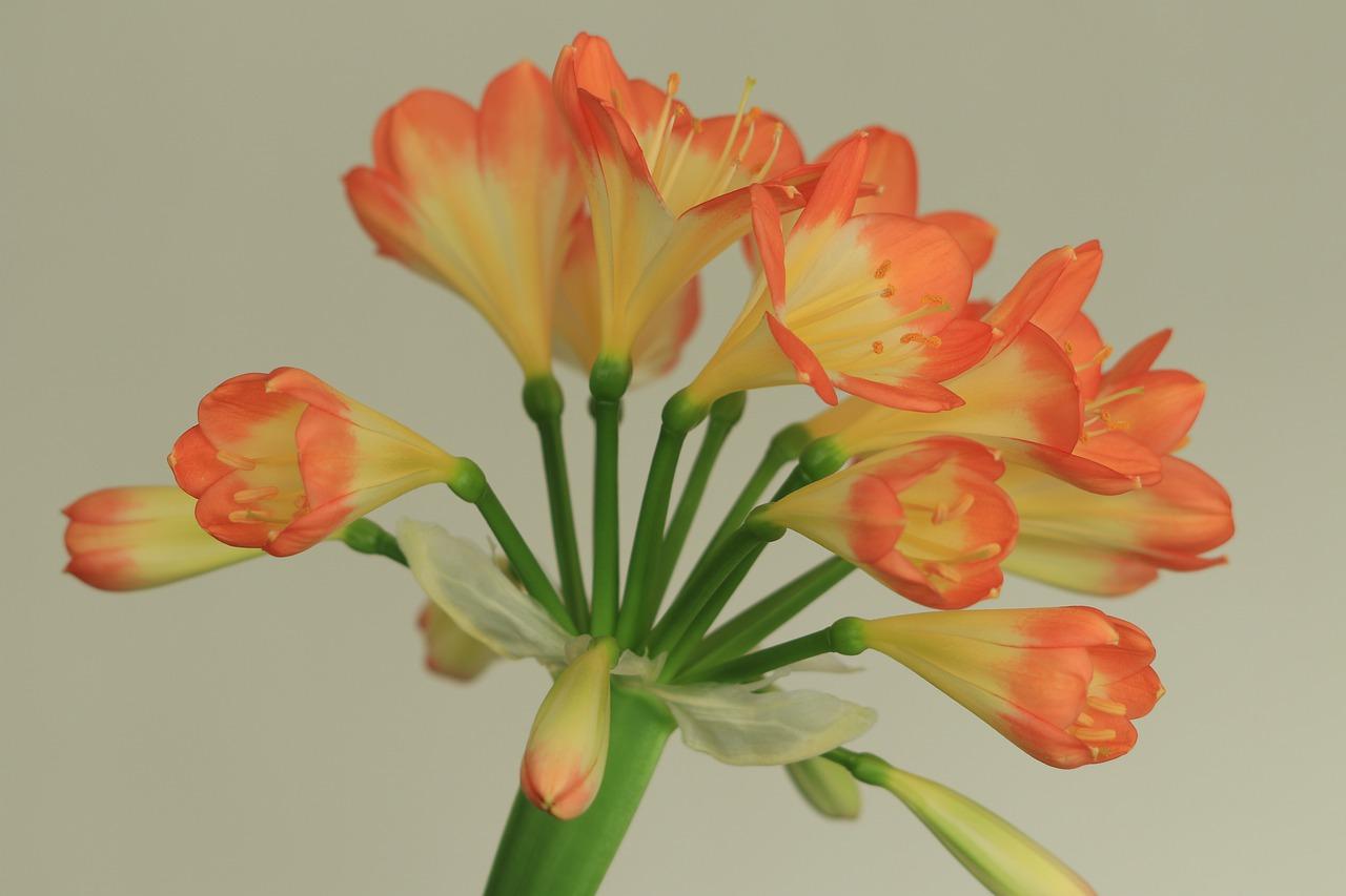 多肉小人祭怎么养