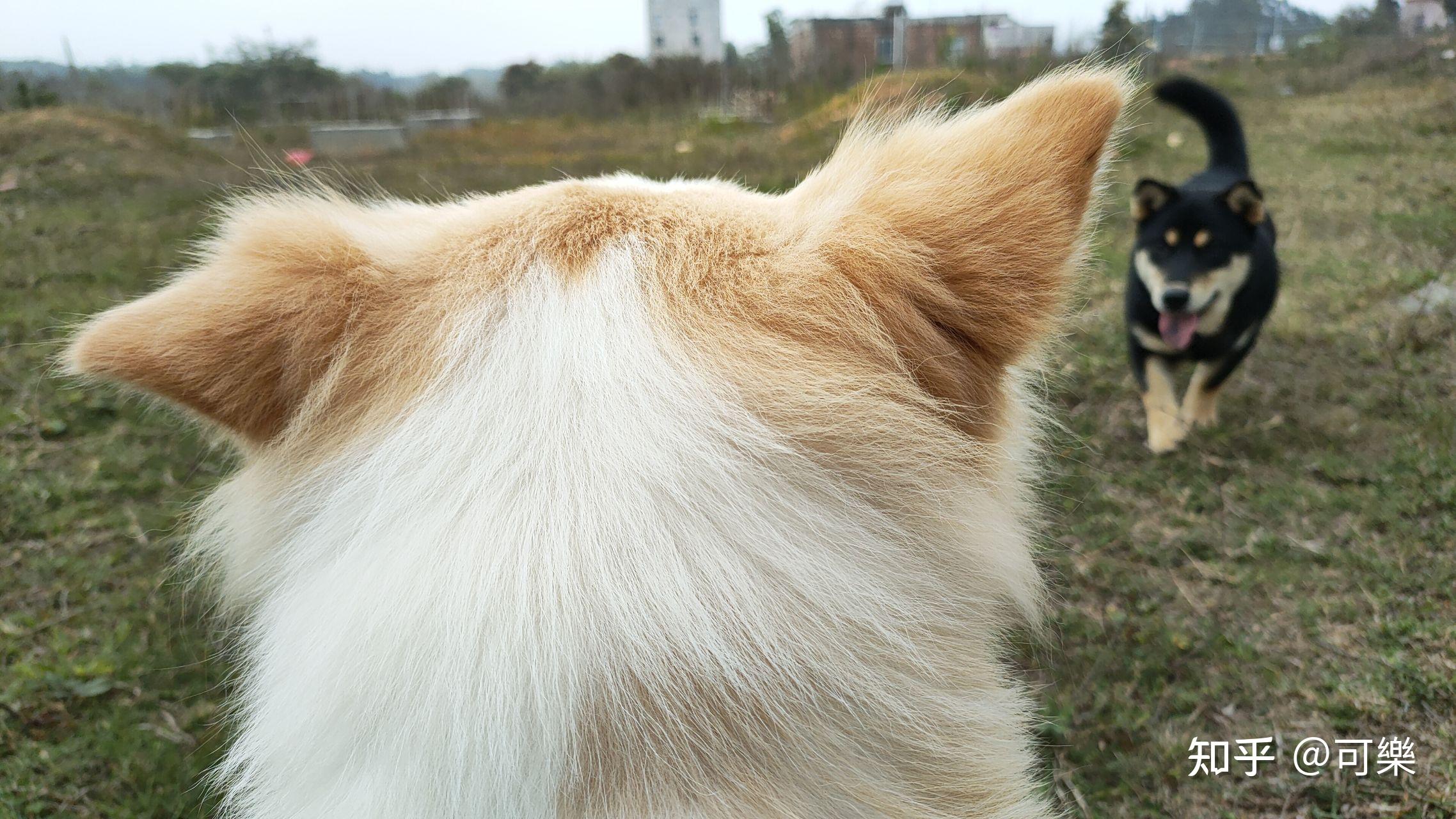 可以晒一下你们家狗狗的后脑勺吗