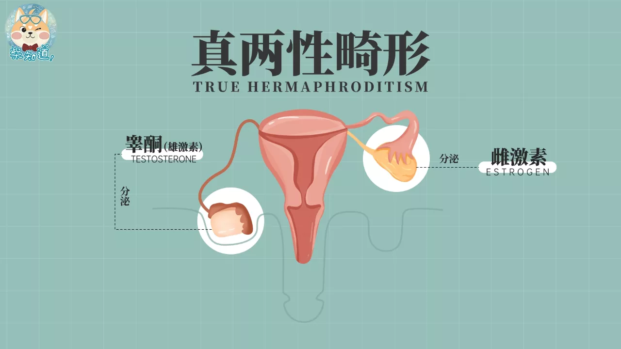 人类有几种性别