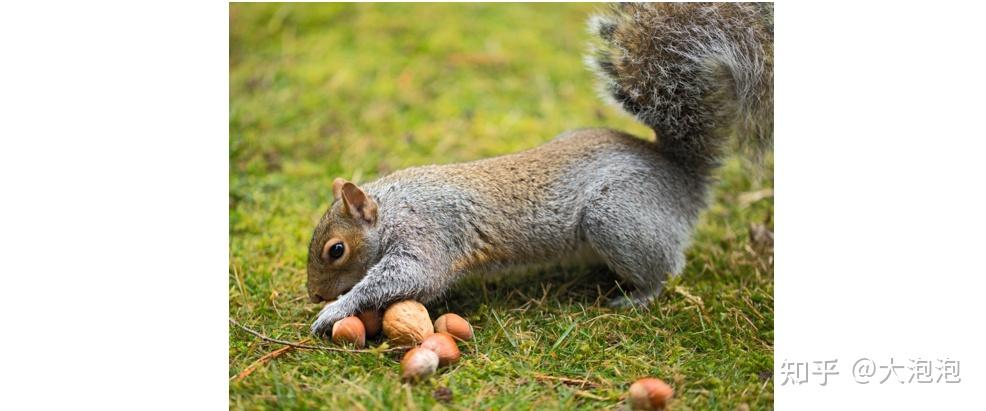 当孩子问植物的种子传播方式都有哪些该如何回答