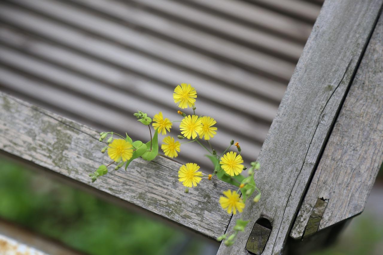 5. 红色植物养护