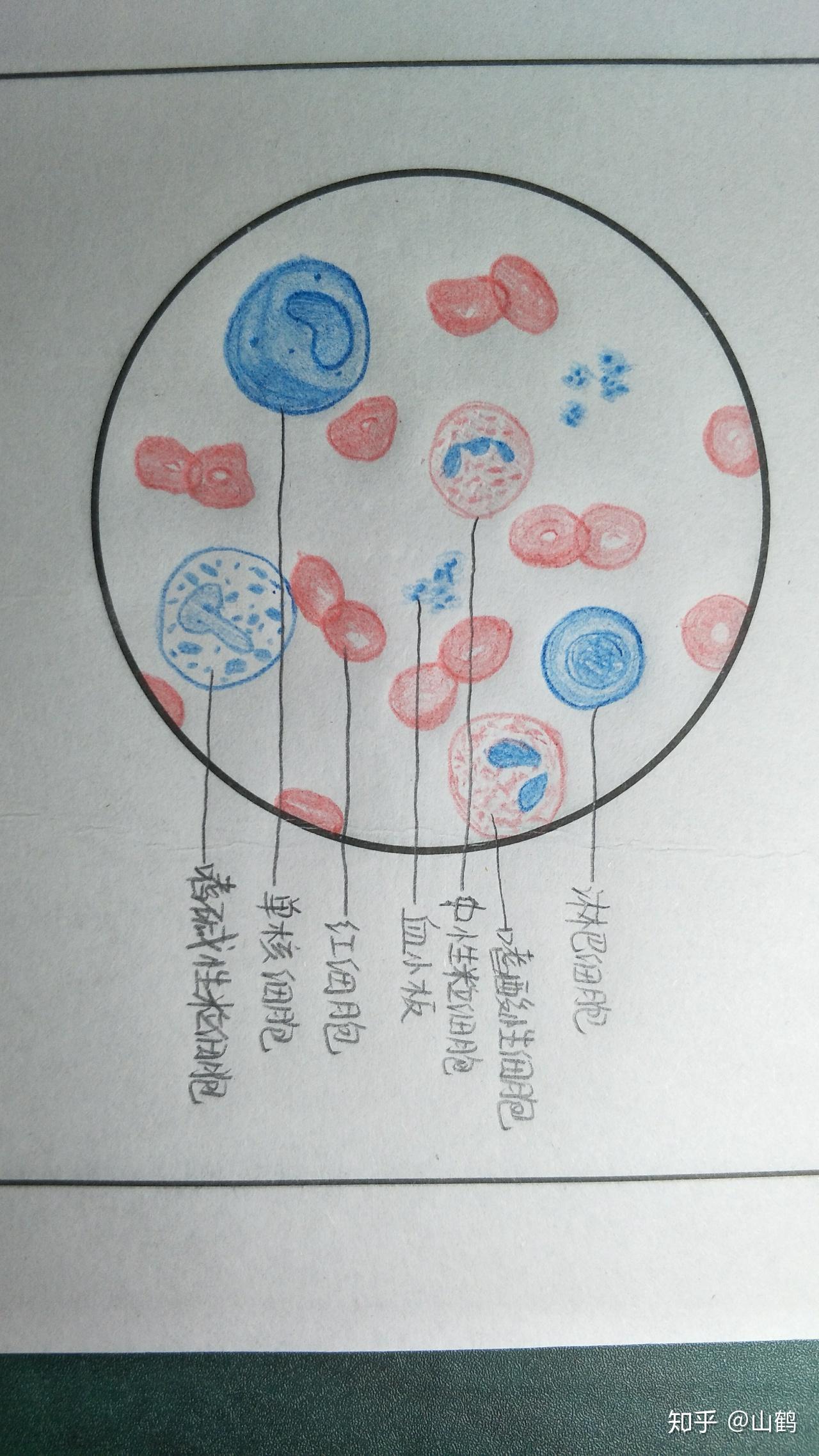 粒细胞红蓝铅笔手绘图图片