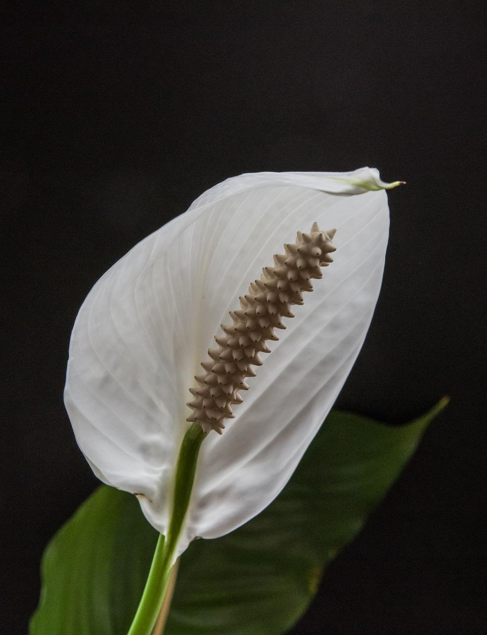 4. 花朵绽放规律