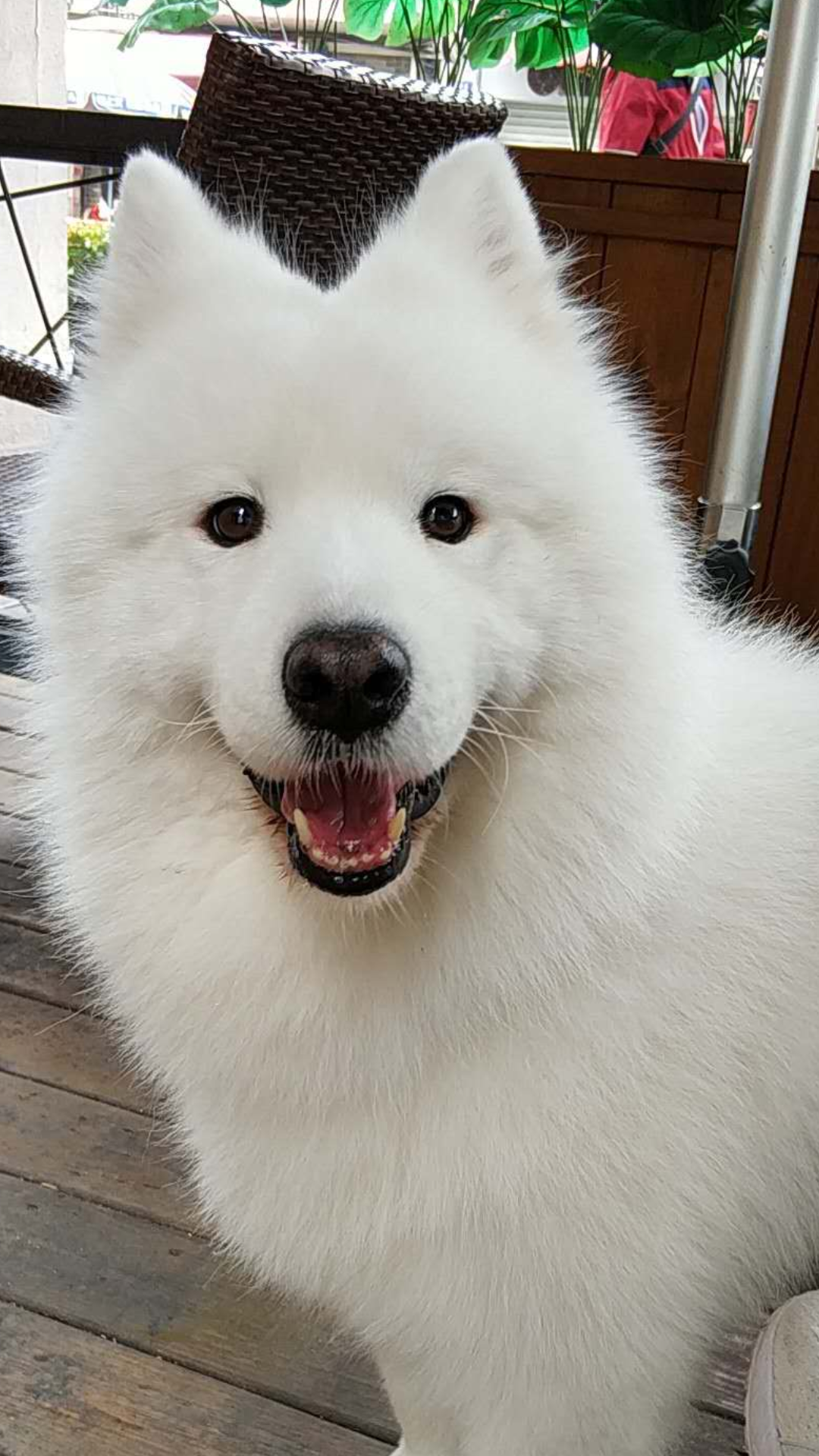 为什么雪橇犬都傻乎乎的