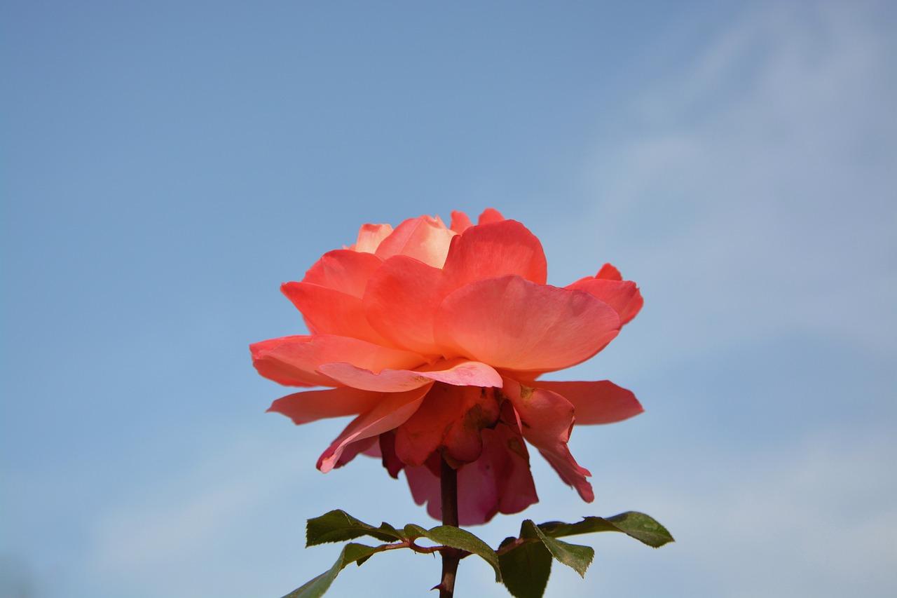 4. 粉色空间设计