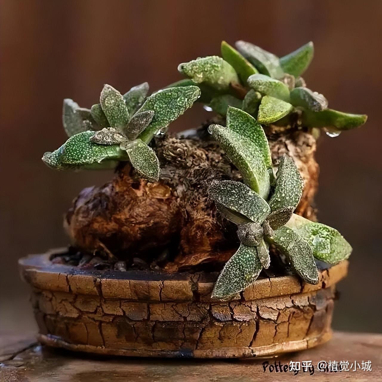 140种•惊为天人的盆器和多肉老桩，简直是人间极品！ - 知乎