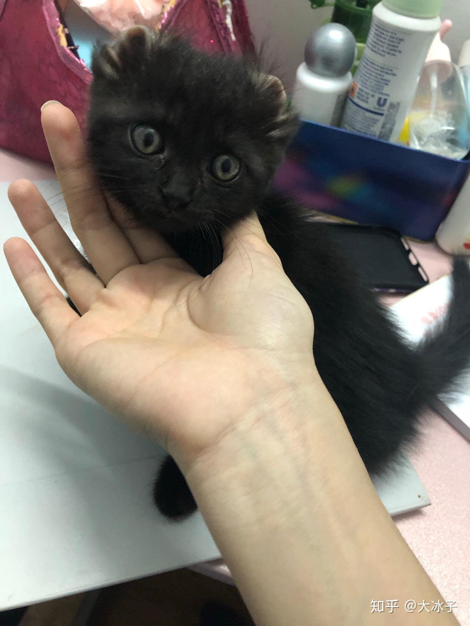 什么是玄猫，什么样的人适合养玄猫，有什么禁忌吗？ - 知乎
