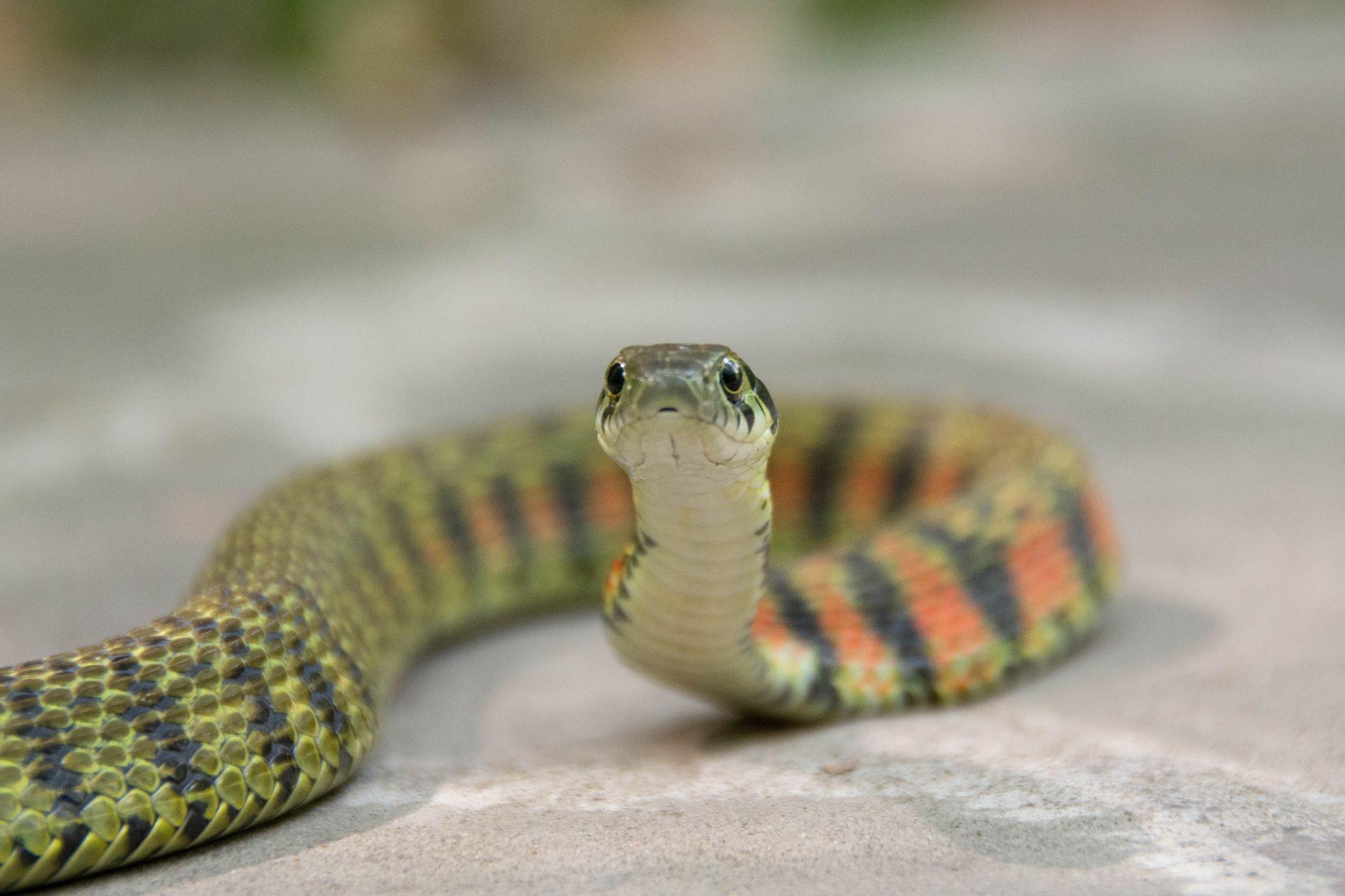 宠物蛇存在是否有能力改变人们对蛇的一些看法?