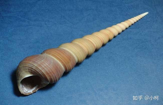 棒锥螺(俗称钉螺)要煮多久?