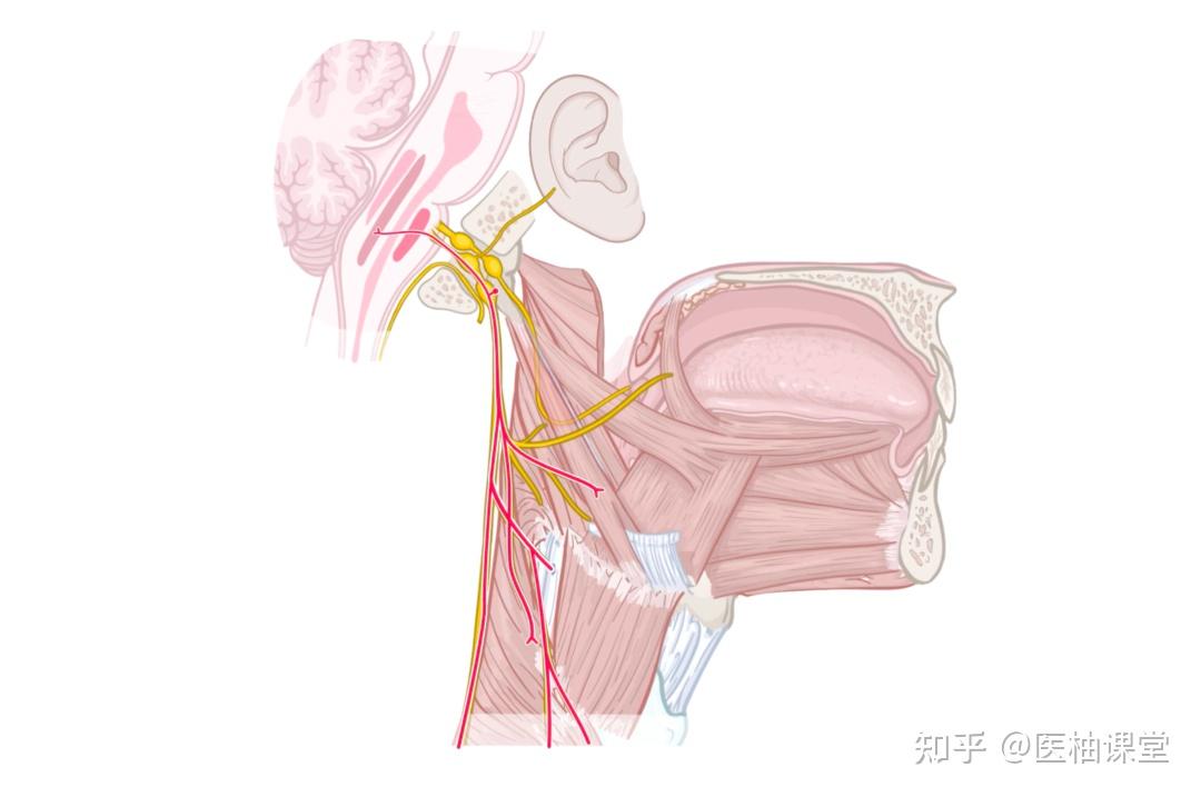 人体解剖学基础：迷走神经 - 知乎