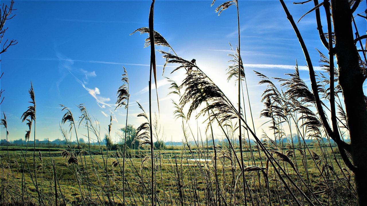 4. 绿化遮挡因素