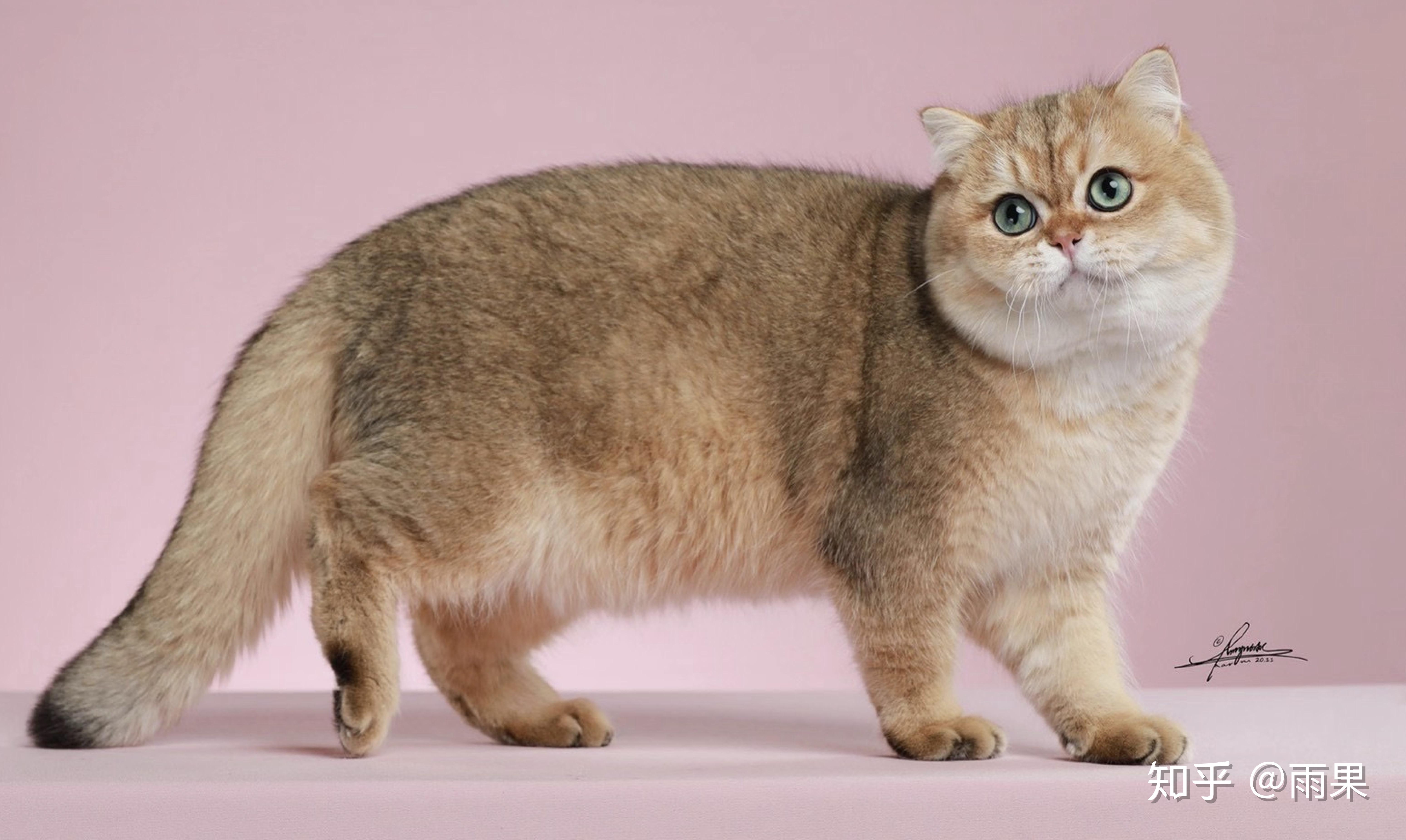 如何判断评价一只英短金渐层的品相? - 知乎