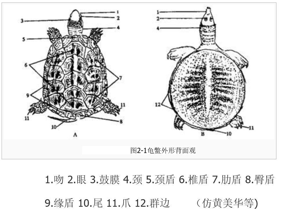 乌龟的组成部分结构图图片