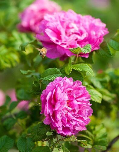 鲜为人知济南平阴重瓣红玫瑰的另一个名字叫慈净玫瑰