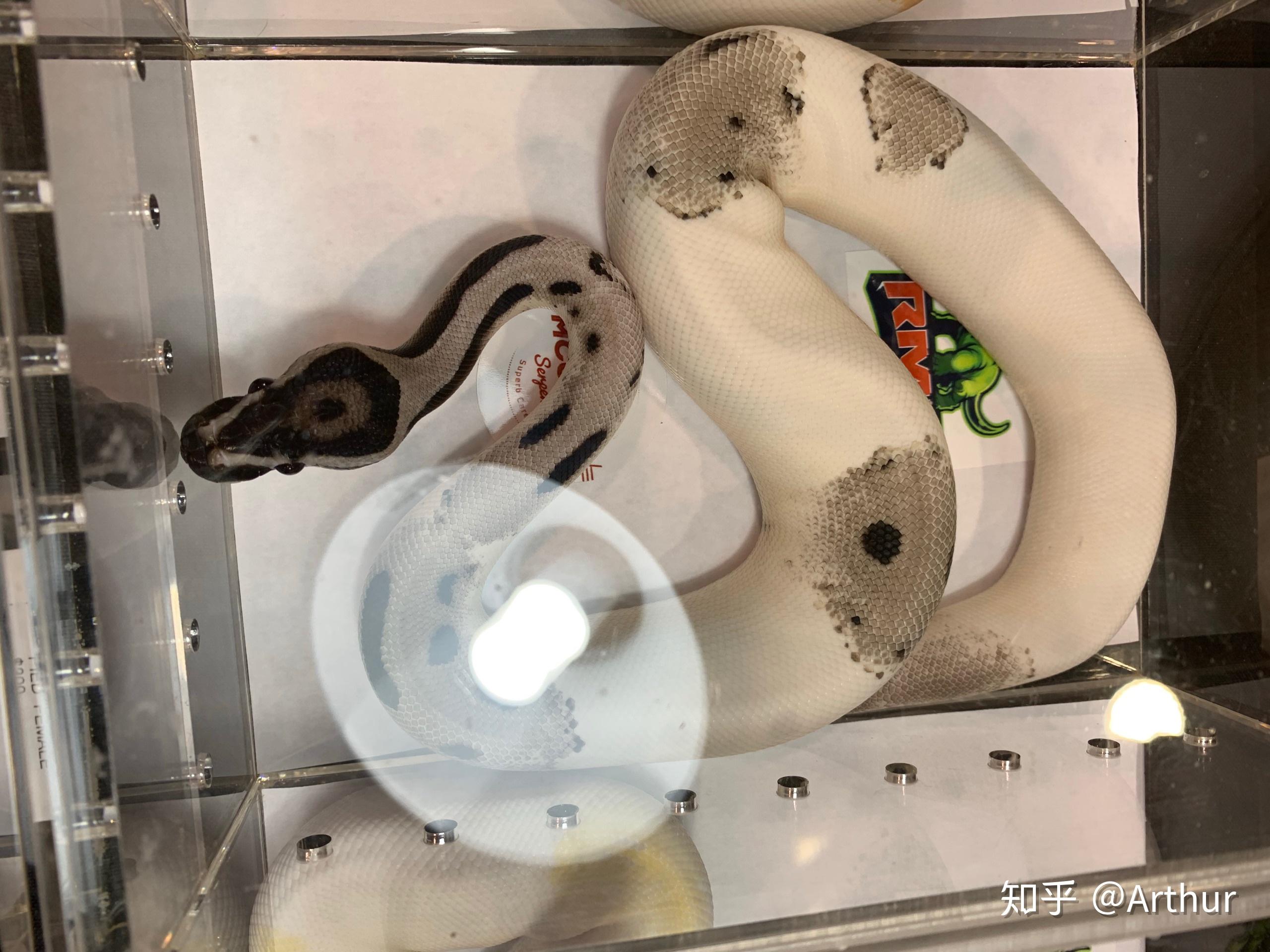 养一条球蟒是一种怎样的体验? - 知乎
