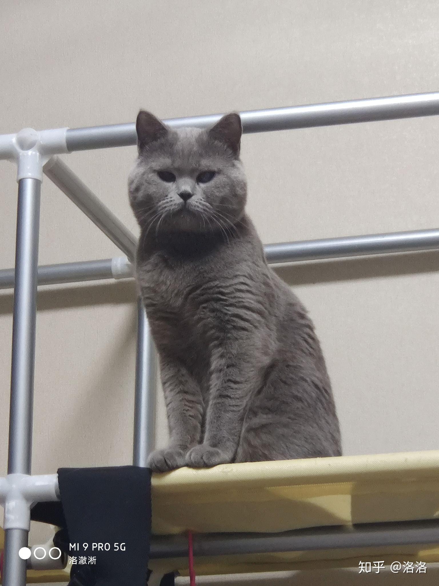 请问这是不是蓝猫.纯不纯? - 知乎