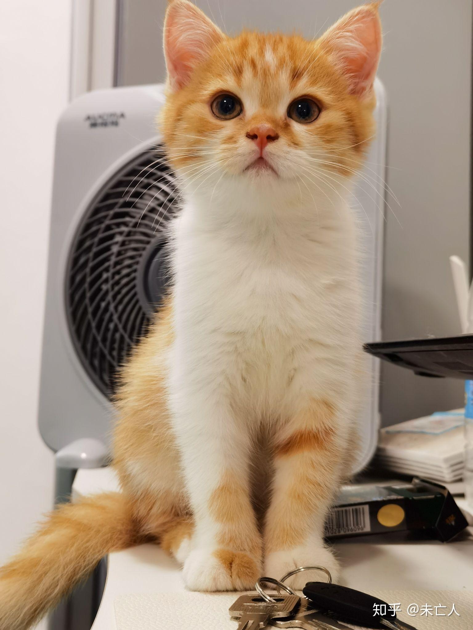 这个是英短橘白吗