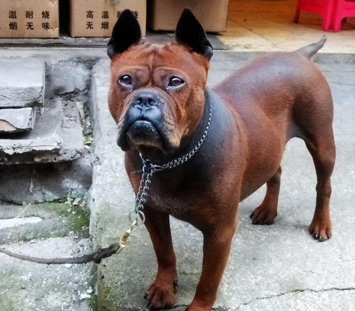 6大“中国猛犬”，每一种都超帅的，不输给国外犬种 - 知乎