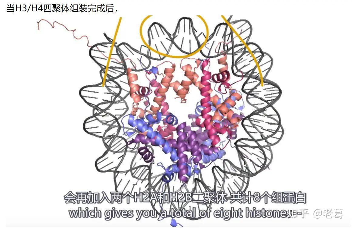 高中生物 体外肺炎链球菌转换实验已证明DNA是遗传物质,蛋白质不是,为啥还要做T2噬菌体侵染实验呢? - 知乎