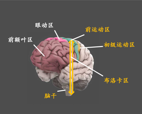 脑科学科普:认识你自己,从了解大脑开始 - 知乎