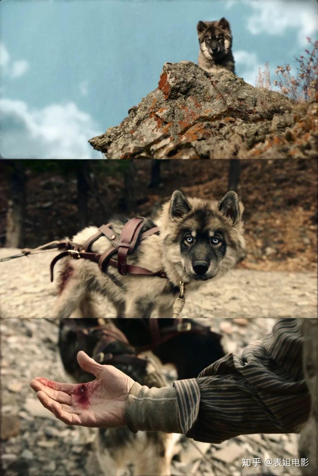 如何评价迪士尼电影多哥togo