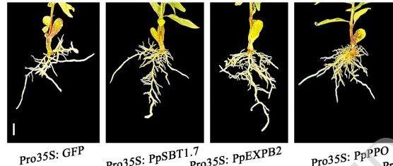 【Plant Physiol.】研究揭示植物侧根形成调控新机制 - 知乎