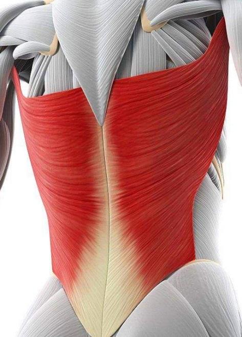 腰痛可能是肌筋膜紧张!