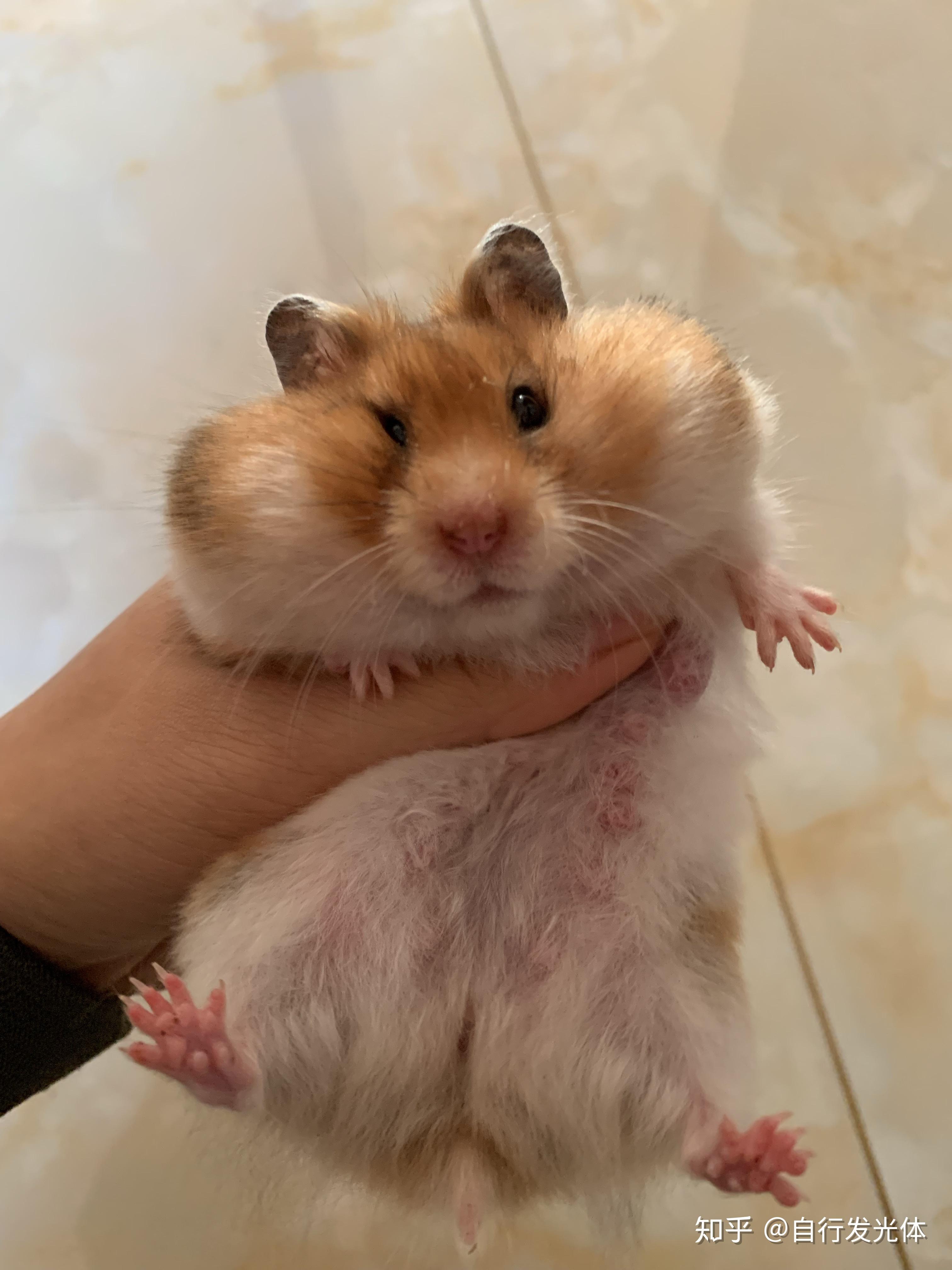 我今天从花鸟市场买了一只金丝熊,然后它特别胖,我担心它是不是怀孕了