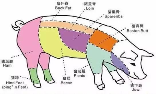 如何通过一块肉,辨认出一头猪? - 知乎