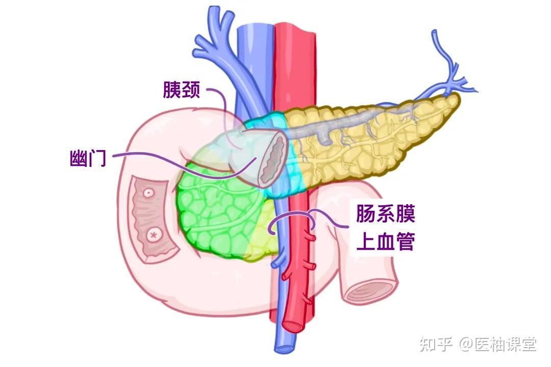 人体解剖学基础:脾脏和胰腺 - 知乎