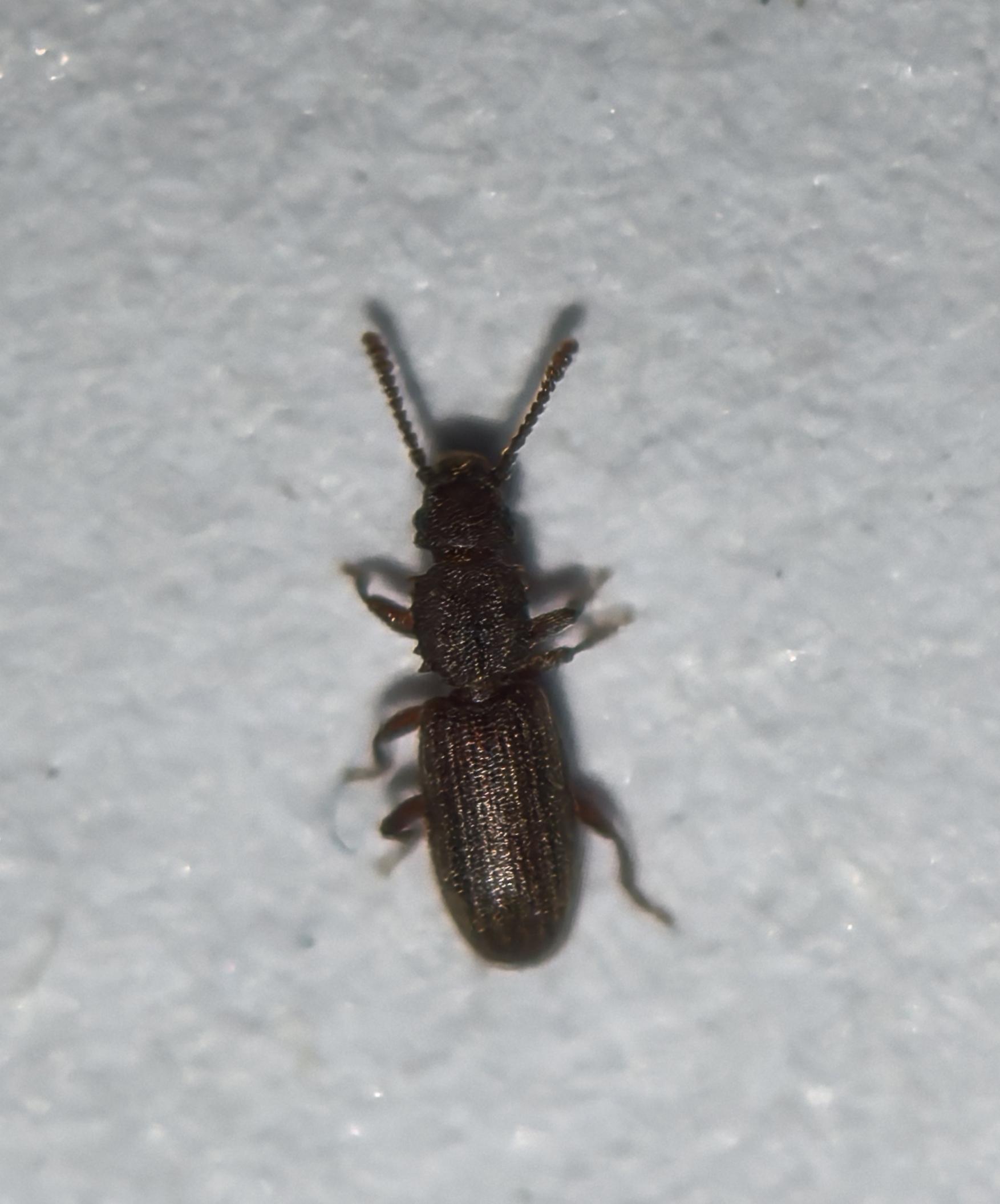 这个是什么虫子,长得很像米象.经常在家里桌子上或者瓷砖墙上看到.