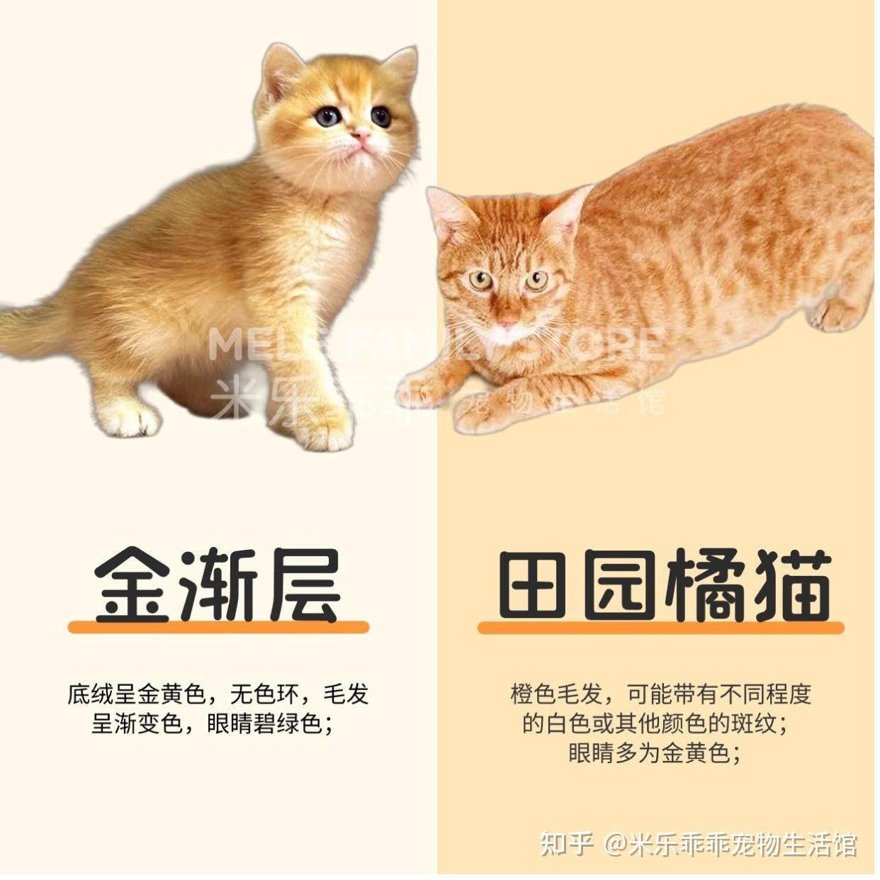 如何鉴别金渐层和橘猫?