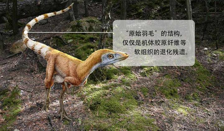 原始中华龙鸟化石,是否能对恐龙向鸟类进化的理论提供证据? - 知乎