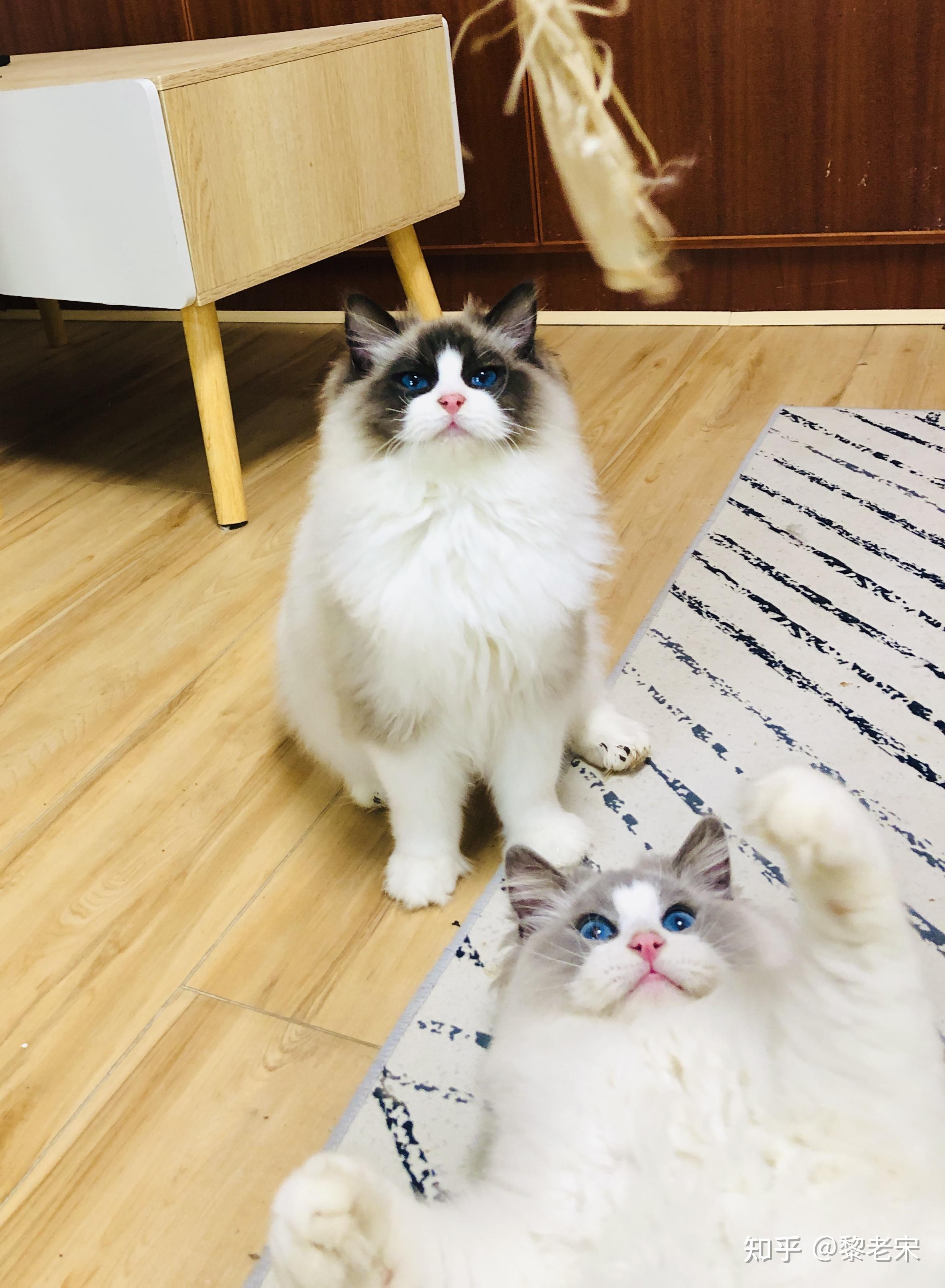 请问混血的布偶猫幼崽大概是什么价位