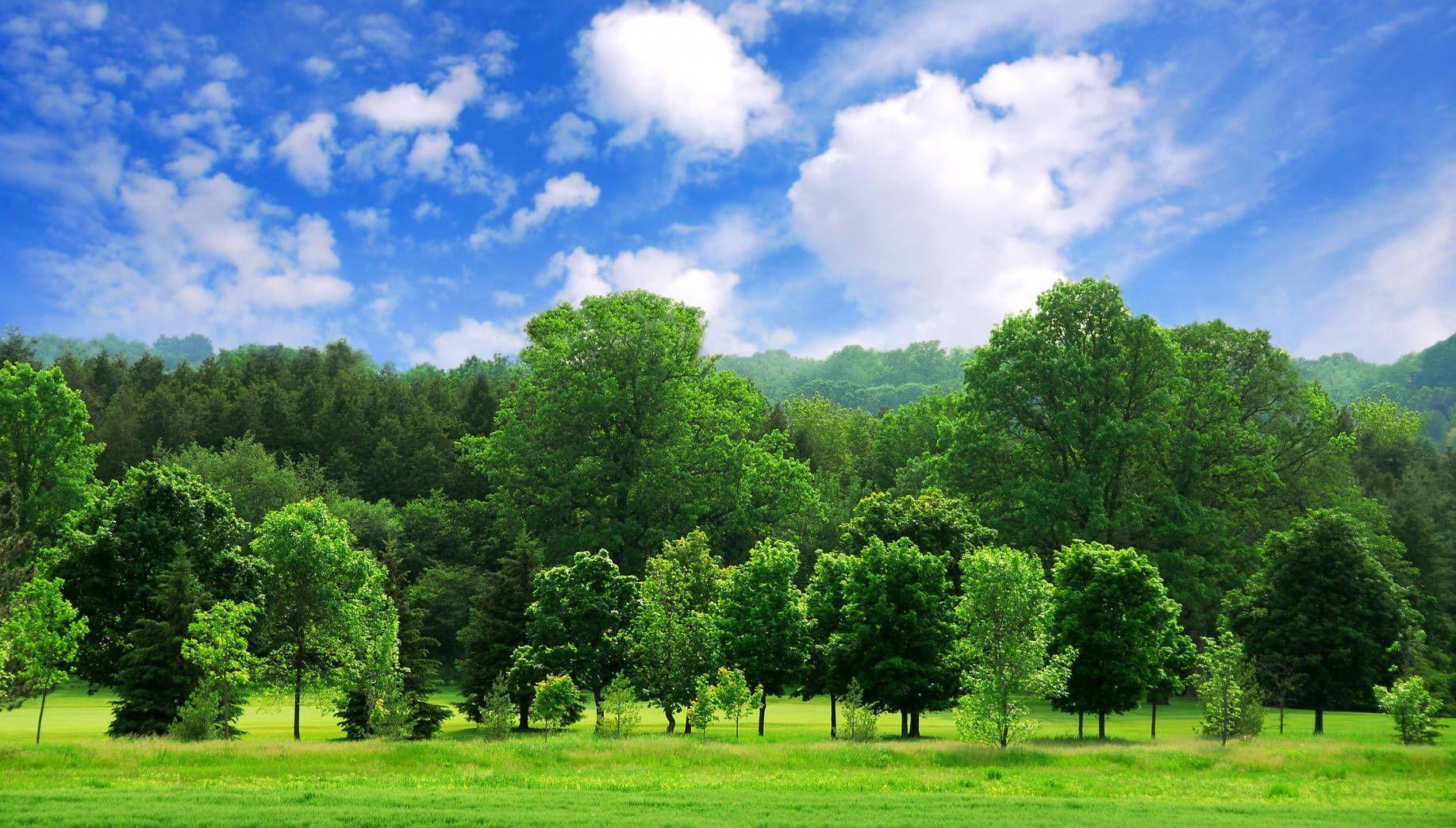 有哪些绿草的电脑壁纸值得推荐? - 知乎