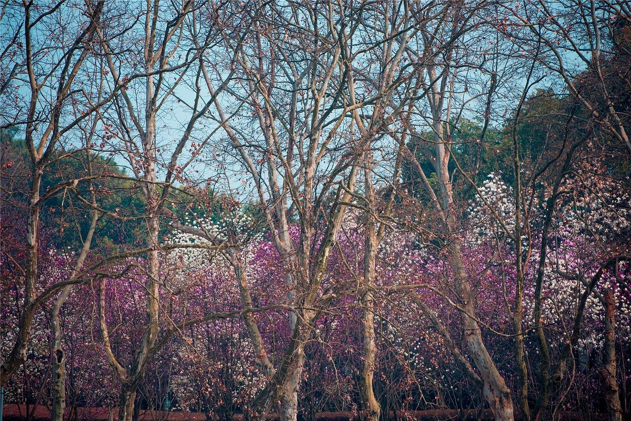 格调春天怎么样