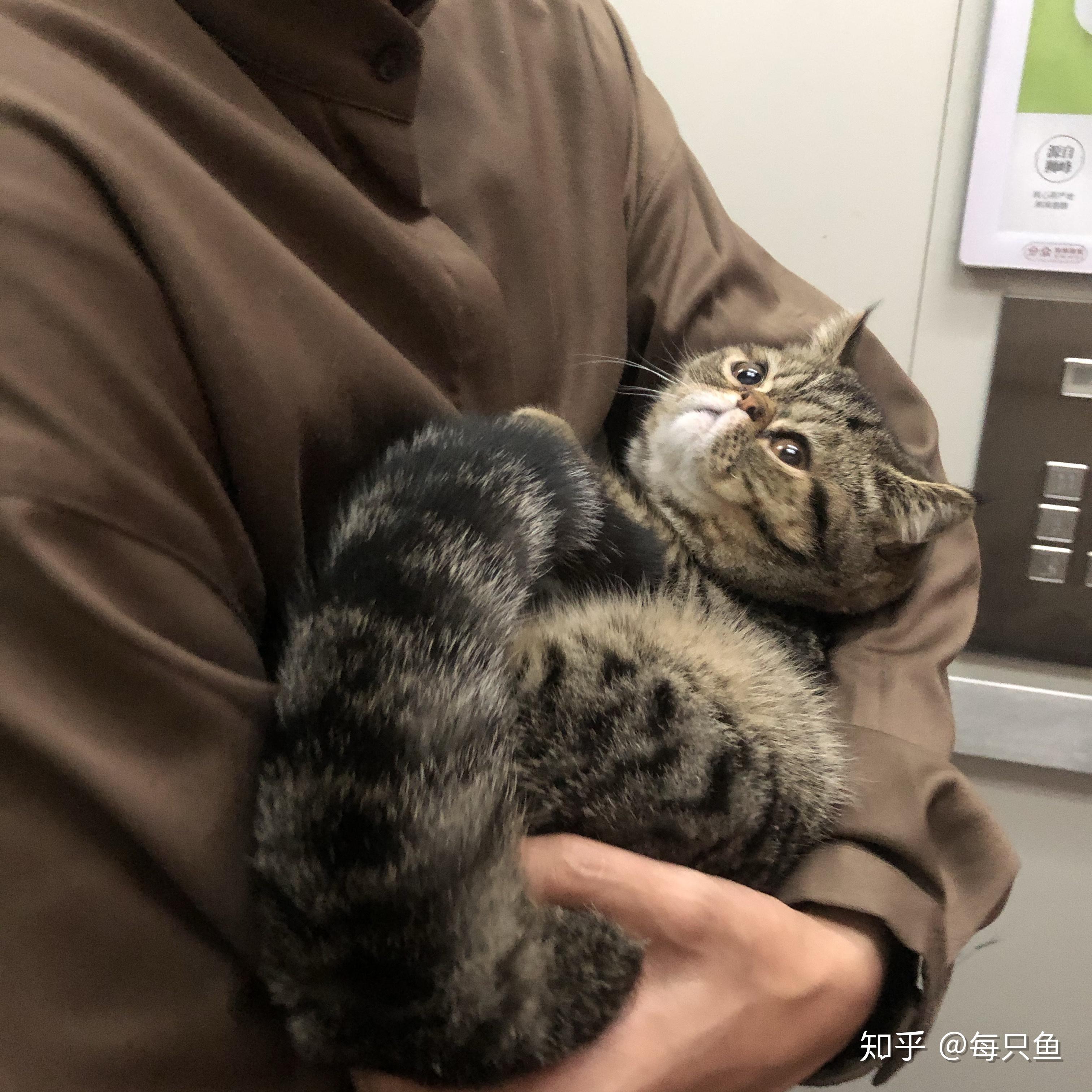 lulu是什么品种的猫