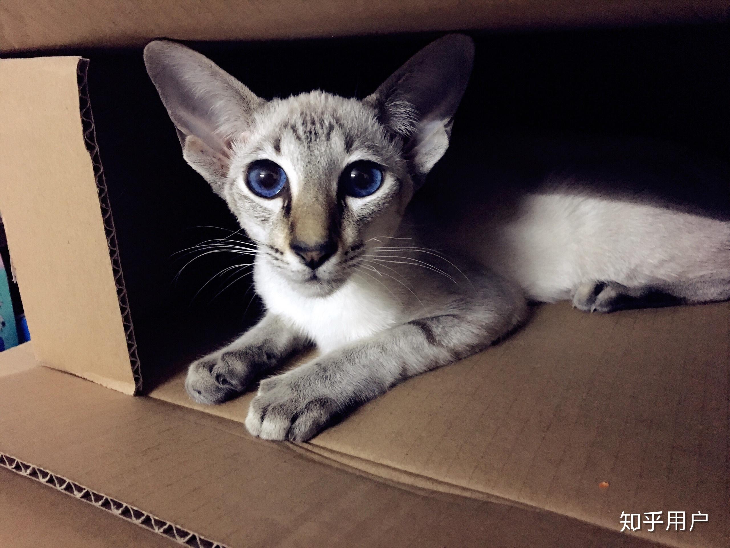 养东短东方短毛猫是什么体验