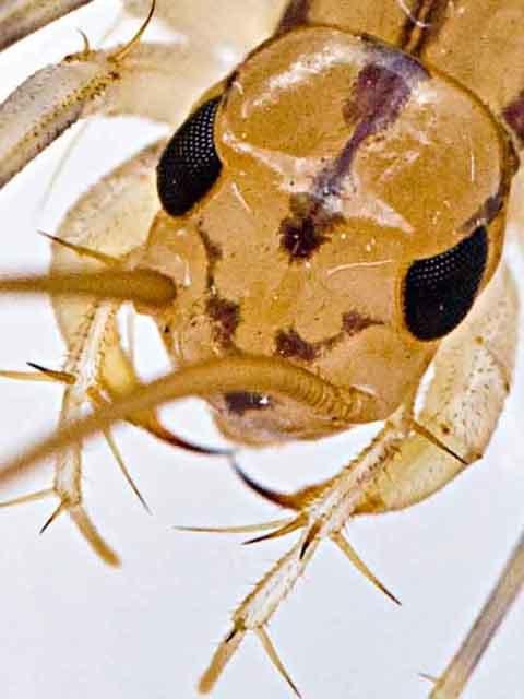 蜈蚣并没有很多眼睛! - 知乎