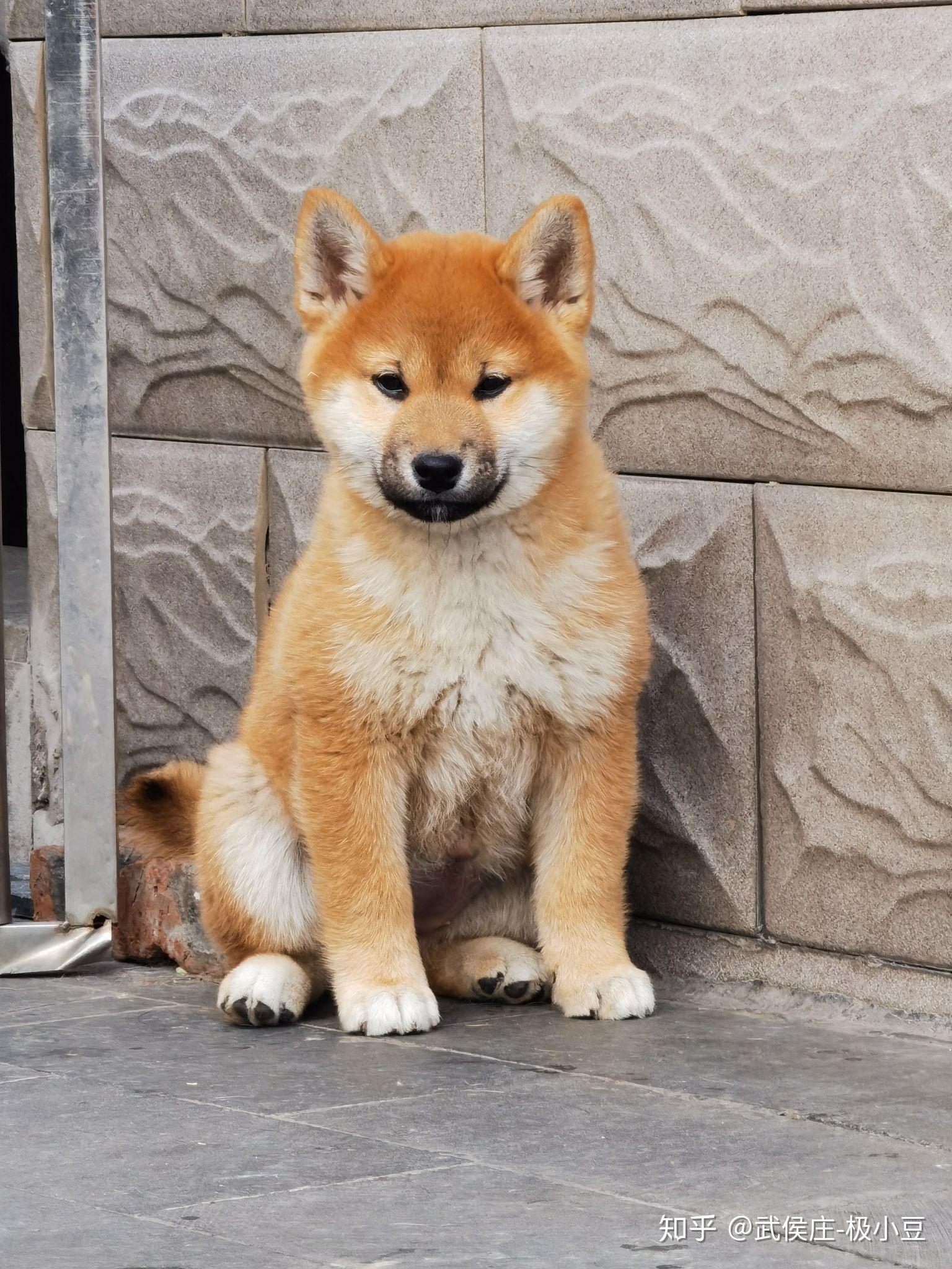 这两个是柴犬么