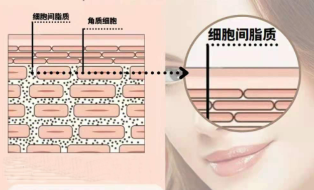 细胞间脂质对我们的皮肤有什么作用呢?