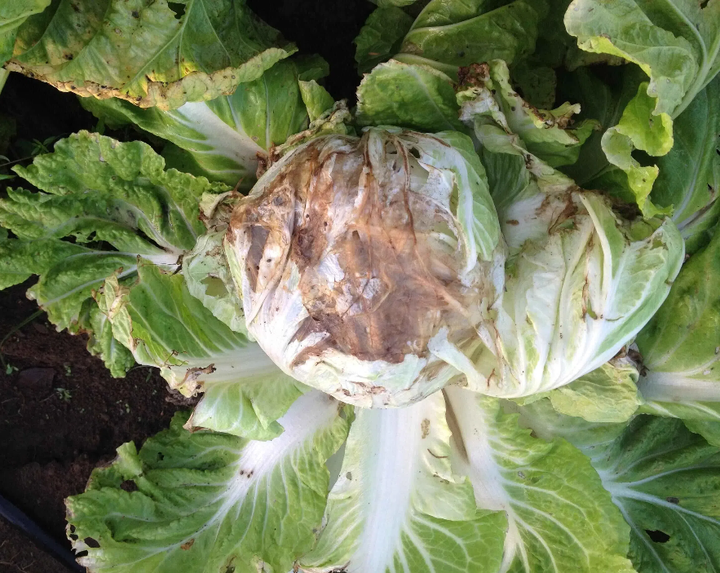 白菜软腐病的症状表现及防治方法