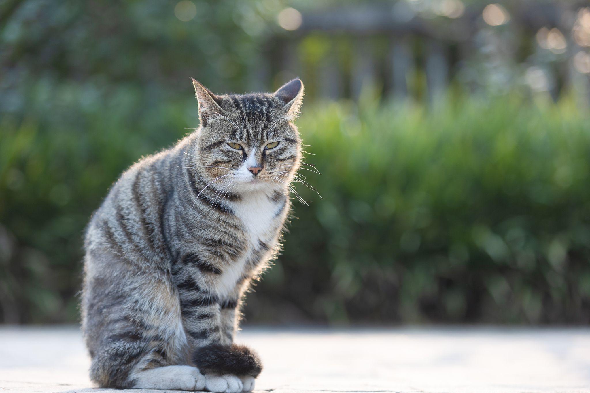 白餐巾白手套的狸花猫能有多漂亮