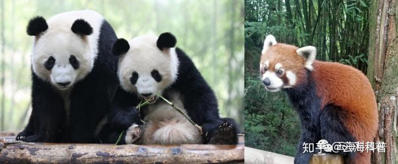 小熊猫和大熊猫有什么区别