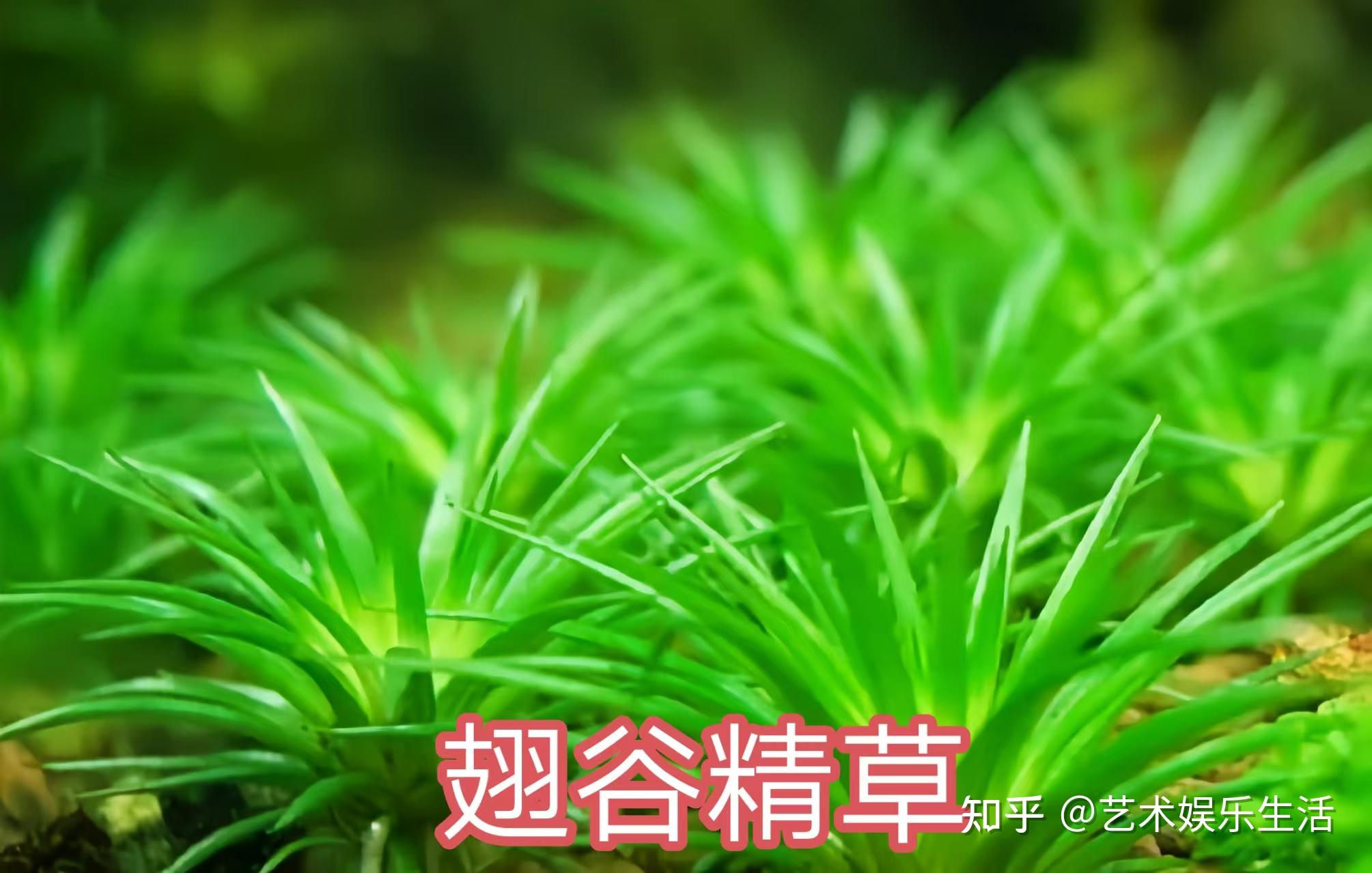 谷精草科的6种代表植物 - 知乎